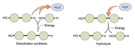 Dehydration and Hydrolysis - biomolecules