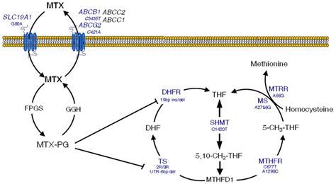 Overview of methotrexate (MTX) mechanisms of action in the folate... | Download Scientific Diagram