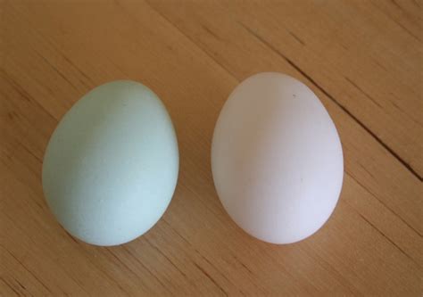 Silkie J laid her 1st egg | Marin Homestead