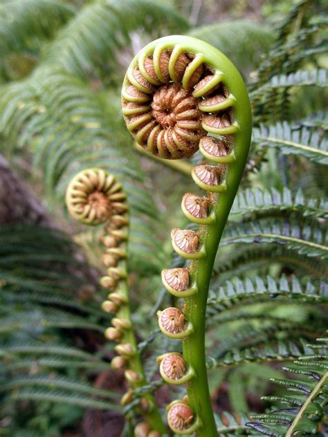 Hapu`u ~ Hawaiian Tree Fern ~ Cibotium menziesii - Hapu`u - Hawaiian Tree Fern - Cibotium ...