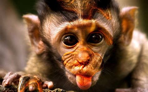 Monkey HD Wallpaper (58+ images)