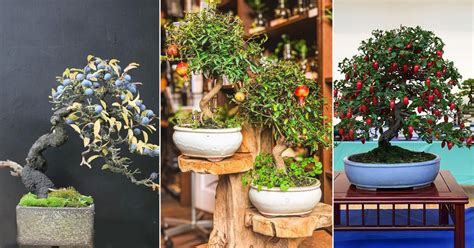 24 Bonsai Fruit Trees for Your Living Room | Mini Fruit Trees | Indoor ...