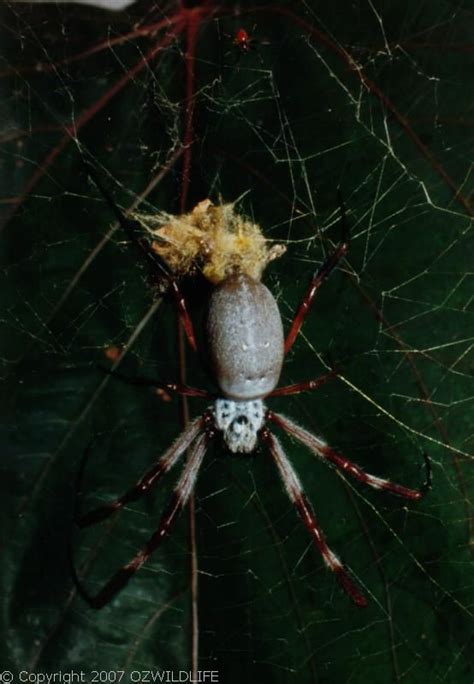 Golden Orb Weaver Spider (Nephila edulis)