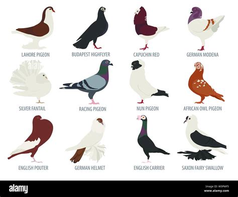 Poultry farming. Pigeon breeds icon set. Flat design. Vector illustration Stock Vector Image ...