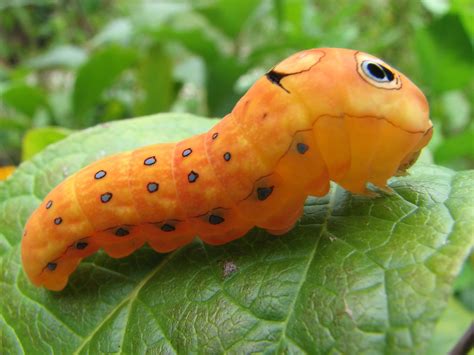 Spicebush swallowtail caterpillar (Papilio troilus) - a photo on Flickriver