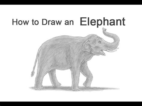 How to Draw an Asian Elephant - YouTube