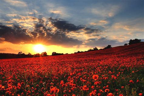 Veterans Day: Remembrance Poppies