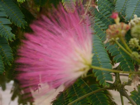 mimosa | Plants, Garden, Mimosa