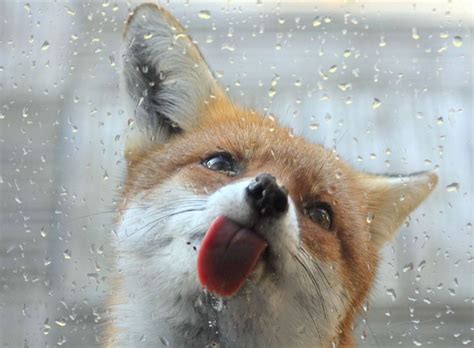 Here's a fox uwu : r/cute