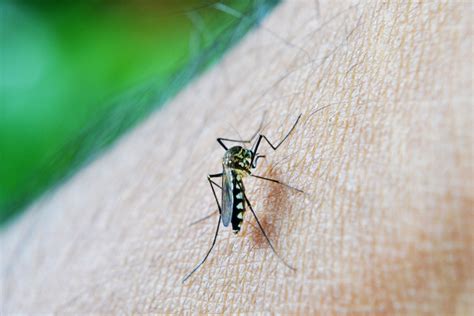 Free Images : wing, leaf, fly, green, insect, fauna, invertebrate, close up, dengue, mosquito ...