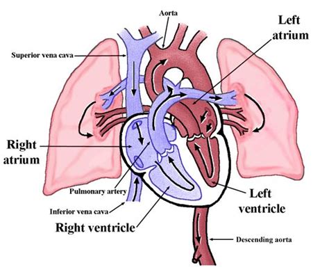 Physiology Tutorial - The Human Heart | Human anatomy and physiology, Physiology, Mcat motivation