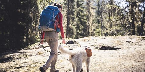 Do Dogs Like Hiking? - PostureInfoHub