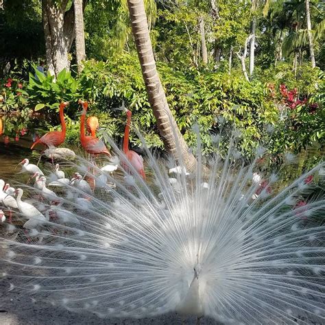 white-peacock-and-flamingos – Bonita Wonder Gardens