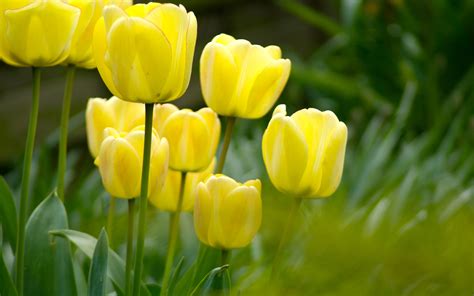 Hình nền : cỏ, Hoa tulip, màu xanh lá, màu vàng, thực vật, Tulip, Hệ ...
