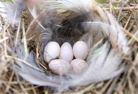 Tree Sparrow Nest Photograph by Linda Bisbee