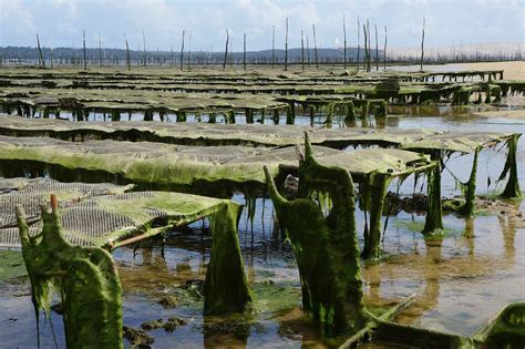 Oyster Farming: Everything You Need to Know