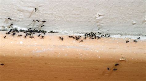 Dealing with ants in your house? Use this trick to make them disappear! - 5 Minute Tricks