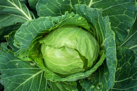 How to Plant and Grow Cabbage - Harvest to Table