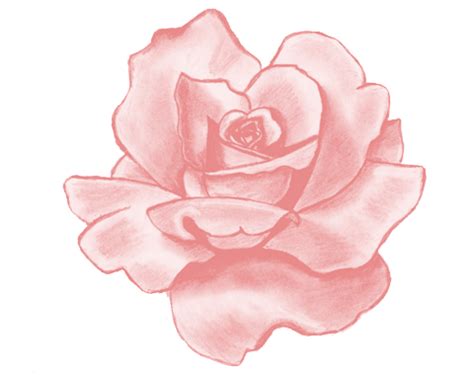 Pink Flower Drawing at GetDrawings | Free download