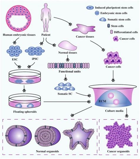 Organoids - Embryology