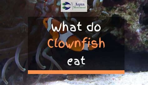 What Do Clownfish Eat in an Aquarium? | Aqua Movement