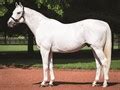 Tapit - Stallion Register Online