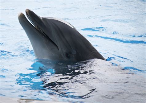 Grand Bahamas: Dolphin Experience at Sanctuary Bay