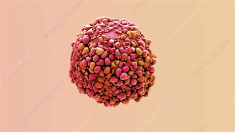 Cancer cell, animation - Stock Video Clip - K009/4105 - Science Photo ...