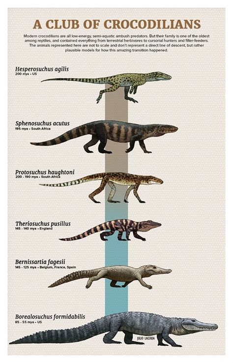 Crocodile Evolution | สัตว์สวยงาม, ยุคก่อนประวัติศาสตร์, วิวัฒนาการ