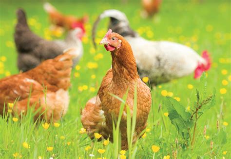 What Can Chickens Eat Out of the Garden? - Backyard Poultry