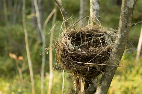 Physics - Explaining the Mechanics of a Bird’s Nest