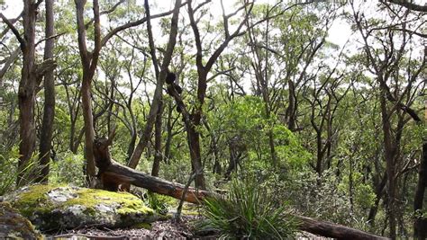 Temperate Forest - Australian Landscape. This Landscape Is Of The Temperate Forest Of NSW ...