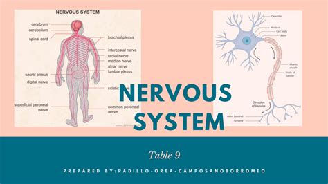 NERVOUS-SYSTEM