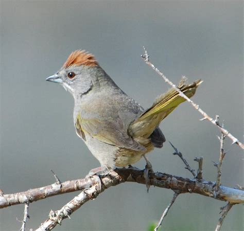 Green-tailed Towhee (Hassayampa Ecosystems BioBlitz 2022 Species Guide ...