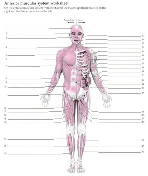 Solved Anterior muscular system worksheet On the anterior | Chegg.com