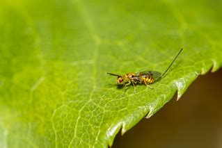 Megastigmus aculeatus - Rose Seed Wasp | Happy Wing Wednesda… | Flickr