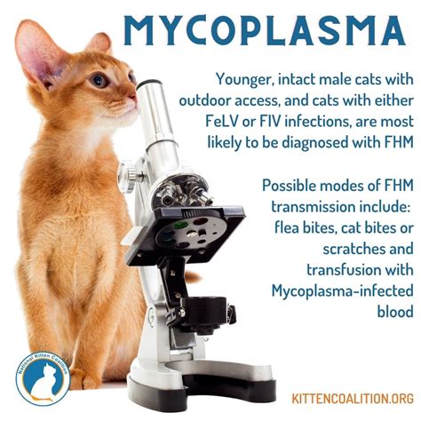 Understanding and Treating Feline Hemotropic Mycoplasma - National Kitten Coalition