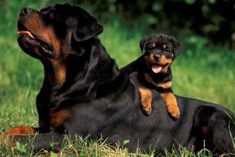 Rottweiler Puppies Wallpapers - Wallpaper Cave