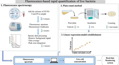 Fluorescence-based methods for rapid quantification of live bacteria ...