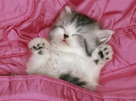 animals, Kittens, Cat, Pink Wallpapers HD / Desktop and Mobile Backgrounds