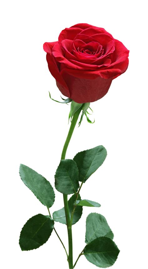 Rose Flower PNG Free Download - PNG Mart