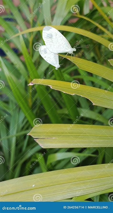 Beautiful White Butterfly stock photo. Image of lawn - 264256714