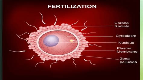 Fertilization - YouTube