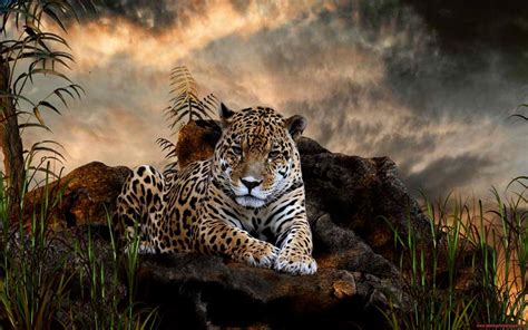 Pin by Stefanie Roberts on all creatures great and small | Wild animal wallpaper, Jaguar animal ...