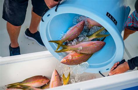 Download Vibrant Yellowtail Snapper In Its Natural Underwater Habitat ...