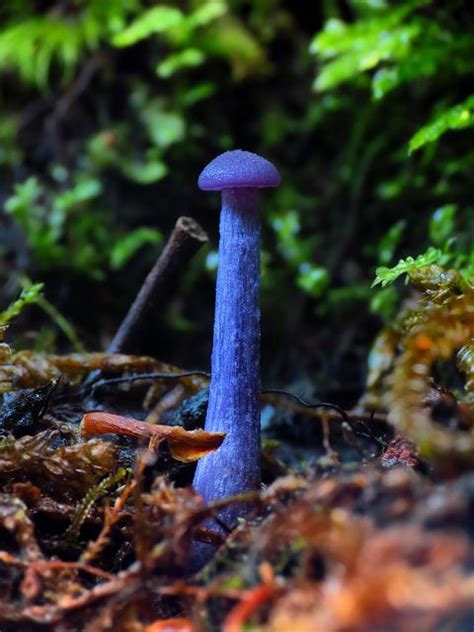 101 best purple mushroom images on Pinterest | Fungi, Mushroom fungi and Mushrooms