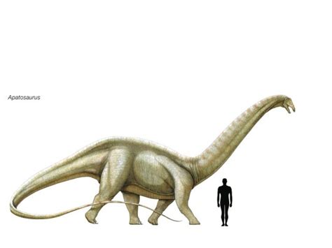 Image - Apatosaurus Size.jpeg | Dinopedia | FANDOM powered by Wikia