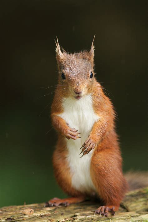 Red Squirrels - Paul Miguel Wildlife Photography