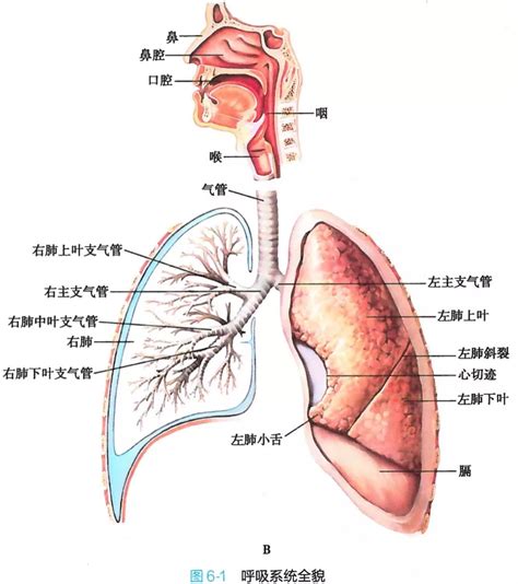 呼吸系统解剖图谱（高清）|呼吸系统|解剖|图解|-健康界