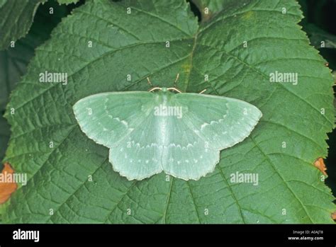 Large Emerald Moth geometra papilionaria at rest on hazel leaf Norfolk UK Stock Photo - Alamy